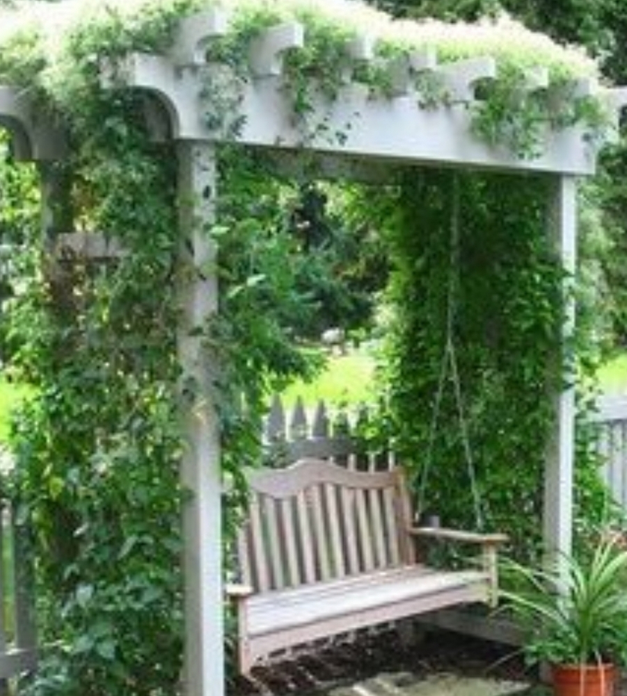 Autumn Clematis Vines 2 plants $15 - Picture 3 of 4